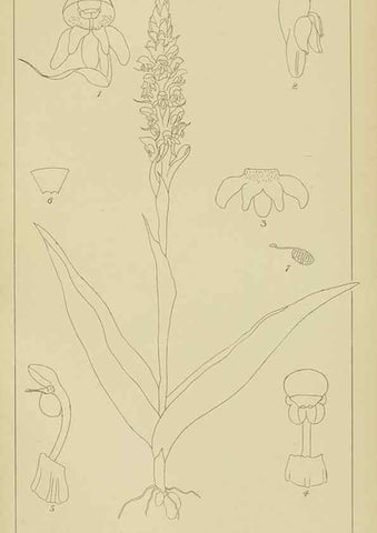 Reproducción/Reproduction 9733013648: Icones orchidearum austro-africanarum extra-tropicarum :. London :W. Wesley,1896-1913.