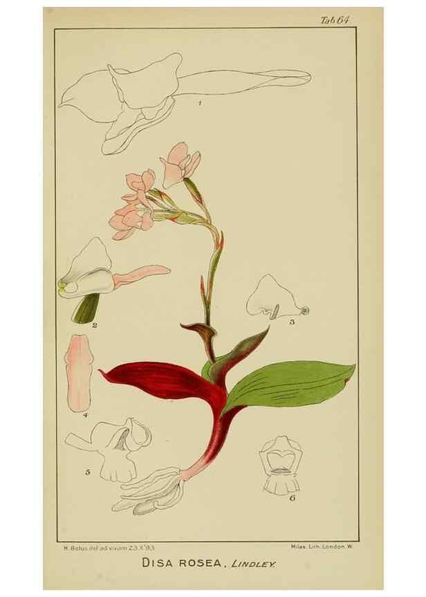 Reproducción/Reproduction 9729789211: Icones orchidearum austro-africanarum extra-tropicarum :. London :W. Wesley,1896-1913.