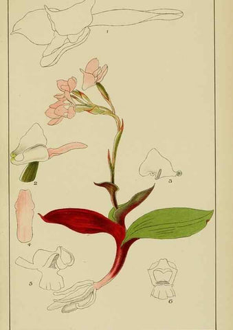 Reproducción/Reproduction 9729789211: Icones orchidearum austro-africanarum extra-tropicarum :. London :W. Wesley,1896-1913.