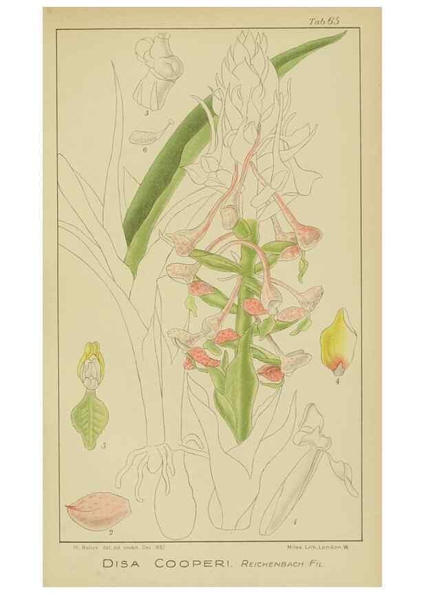 Reproducción/Reproduction 9729790533: Icones orchidearum austro-africanarum extra-tropicarum :. London :W. Wesley,1896-1913.