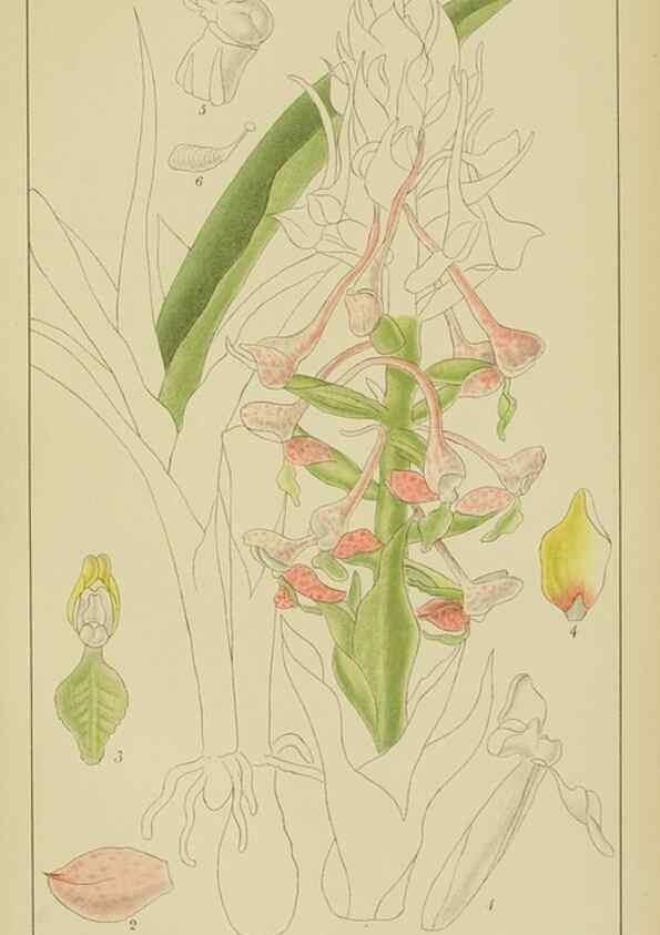 Reproducción/Reproduction 9729790533: Icones orchidearum austro-africanarum extra-tropicarum :. London :W. Wesley,1896-1913.