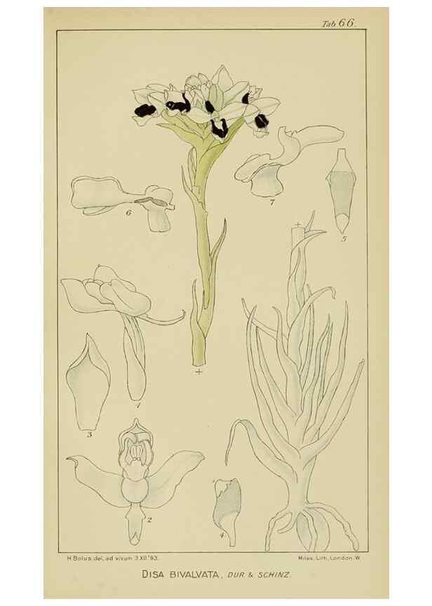 Reproducción/Reproduction 9729791935: Icones orchidearum austro-africanarum extra-tropicarum :. London :W. Wesley,1896-1913.