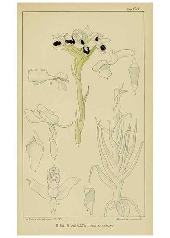 Reproducción/Reproduction 9729791935: Icones orchidearum austro-africanarum extra-tropicarum :. London :W. Wesley,1896-1913.