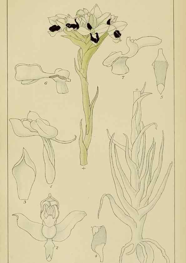 Reproducción/Reproduction 9729791935: Icones orchidearum austro-africanarum extra-tropicarum :. London :W. Wesley,1896-1913.