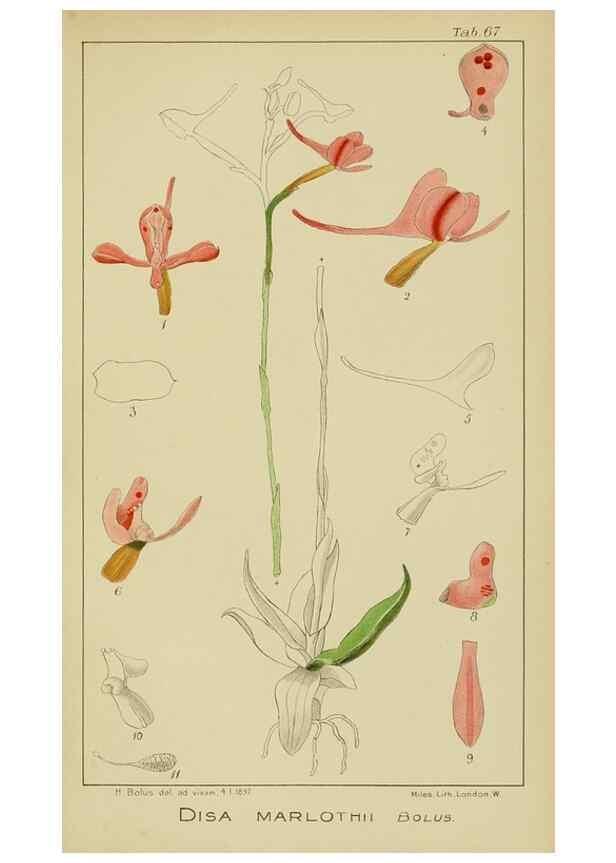 Reproducción/Reproduction 9729793155: Icones orchidearum austro-africanarum extra-tropicarum :. London :W. Wesley,1896-1913.
