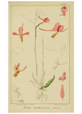 Reproducción/Reproduction 9729793155: Icones orchidearum austro-africanarum extra-tropicarum :. London :W. Wesley,1896-1913.