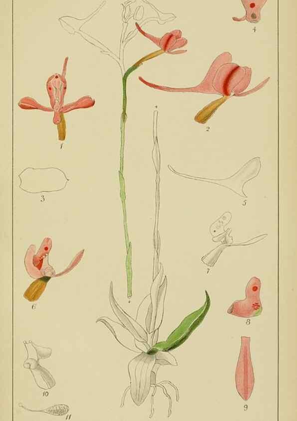 Reproducción/Reproduction 9729793155: Icones orchidearum austro-africanarum extra-tropicarum :. London :W. Wesley,1896-1913.