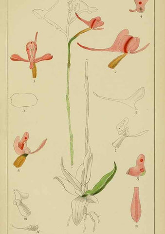Reproducción/Reproduction 9729793155: Icones orchidearum austro-africanarum extra-tropicarum :. London :W. Wesley,1896-1913.