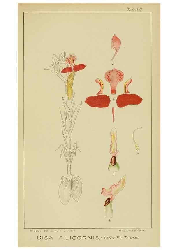 Reproducción/Reproduction 9729794371: Icones orchidearum austro-africanarum extra-tropicarum :. London :W. Wesley,1896-1913.