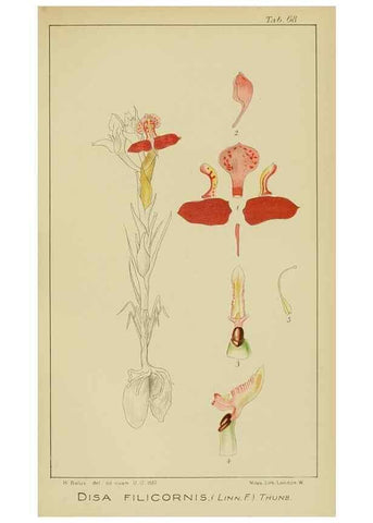 Reproducción/Reproduction 9729794371: Icones orchidearum austro-africanarum extra-tropicarum :. London :W. Wesley,1896-1913.