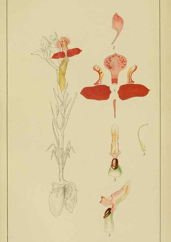 Reproducción/Reproduction 9729794371: Icones orchidearum austro-africanarum extra-tropicarum :. London :W. Wesley,1896-1913.