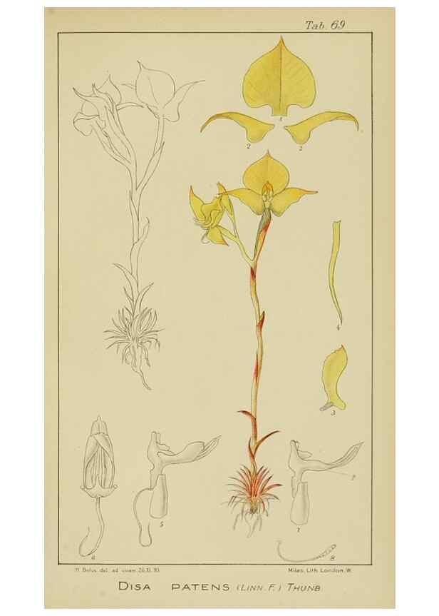 Reproducción/Reproduction 9729795765: Icones orchidearum austro-africanarum extra-tropicarum :. London :W. Wesley,1896-1913.