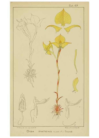 Reproducción/Reproduction 9729795765: Icones orchidearum austro-africanarum extra-tropicarum :. London :W. Wesley,1896-1913.