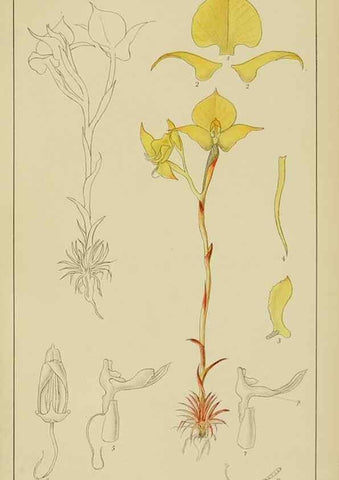 Reproducción/Reproduction 9729795765: Icones orchidearum austro-africanarum extra-tropicarum :. London :W. Wesley,1896-1913.