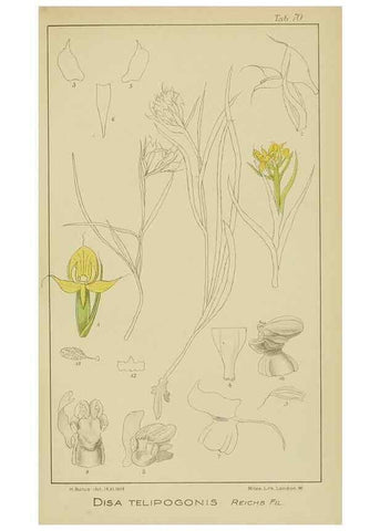 Reproducción/Reproduction 9733024986: Icones orchidearum austro-africanarum extra-tropicarum :. London :W. Wesley,1896-1913.