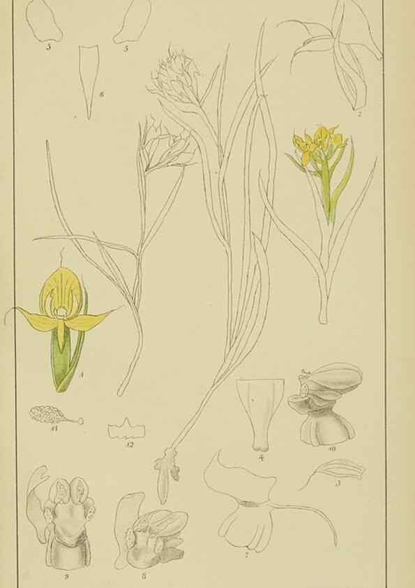 Reproducción/Reproduction 9733024986: Icones orchidearum austro-africanarum extra-tropicarum :. London :W. Wesley,1896-1913.