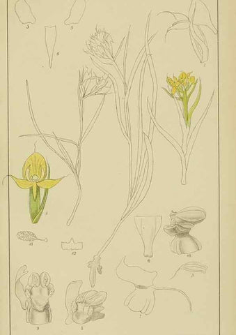 Reproducción/Reproduction 9733024986: Icones orchidearum austro-africanarum extra-tropicarum :. London :W. Wesley,1896-1913.