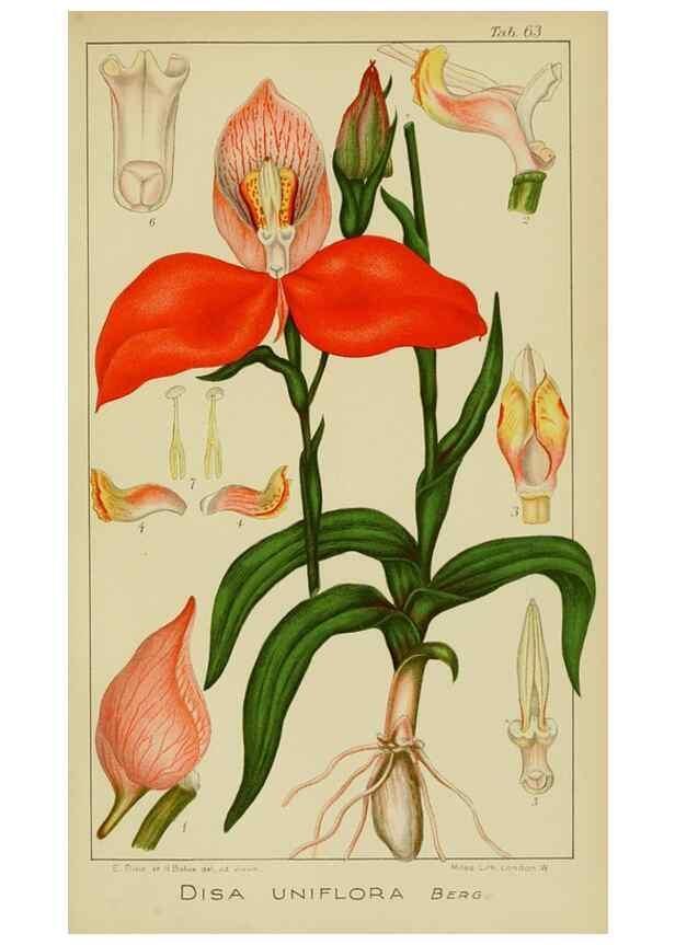 Reproducción/Reproduction 9729787765: Icones orchidearum austro-africanarum extra-tropicarum :. London :W. Wesley,1896-1913.