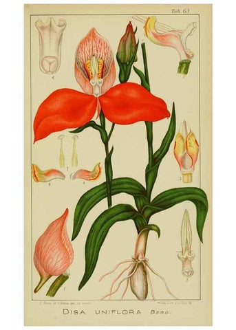 Reproducción/Reproduction 9729787765: Icones orchidearum austro-africanarum extra-tropicarum :. London :W. Wesley,1896-1913.