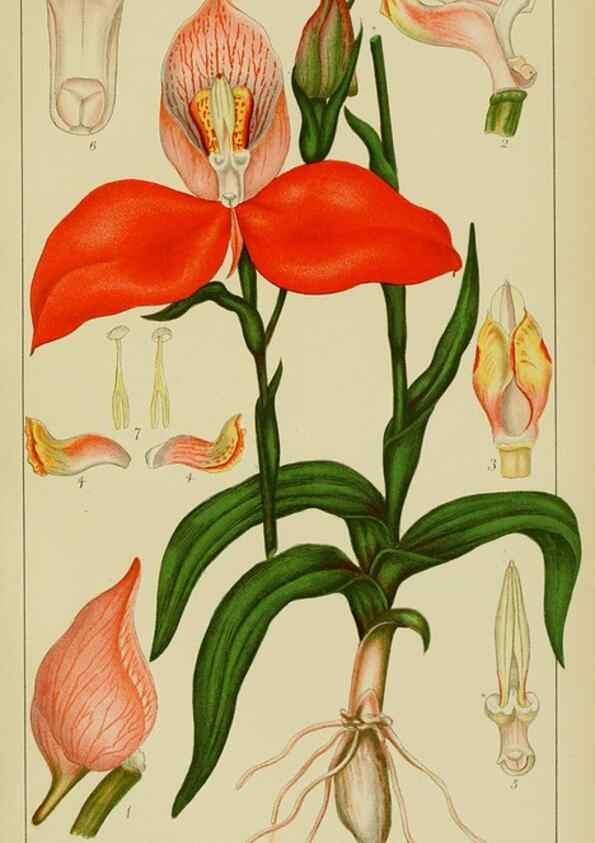 Reproducción/Reproduction 9729787765: Icones orchidearum austro-africanarum extra-tropicarum :. London :W. Wesley,1896-1913.