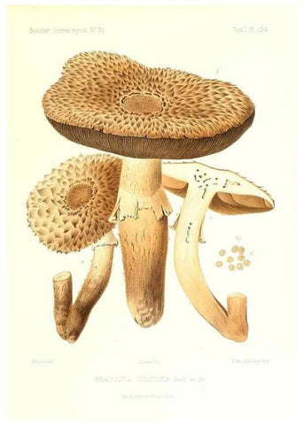Reproducción/Reproduction 9801319243: Icones mycologicæ, ou Iconographie des champignons de France principalement Discomycetes,. Paris :P. Klincksieck, L. Lhomme, successeur,1905-10.