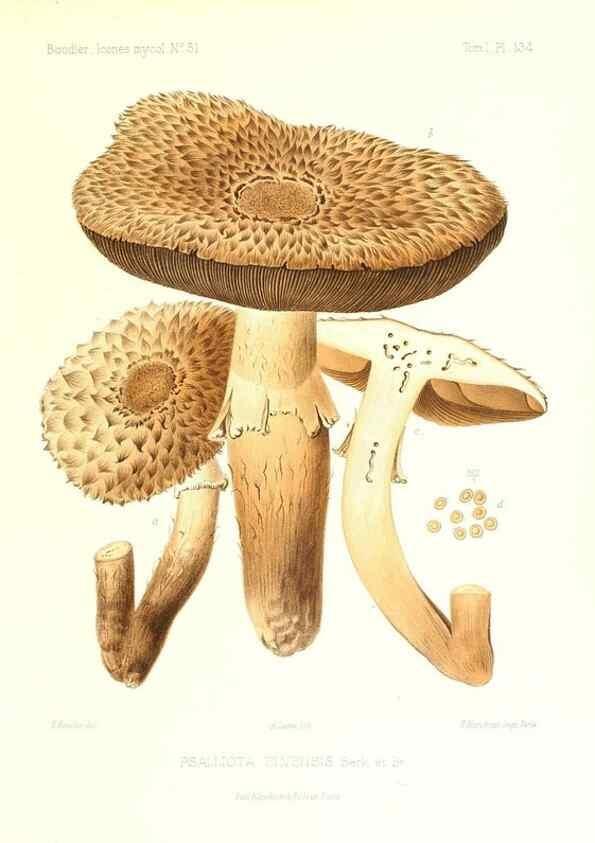 Reproducción/Reproduction 9801319243: Icones mycologicæ, ou Iconographie des champignons de France principalement Discomycetes,. Paris :P. Klincksieck, L. Lhomme, successeur,1905-10.