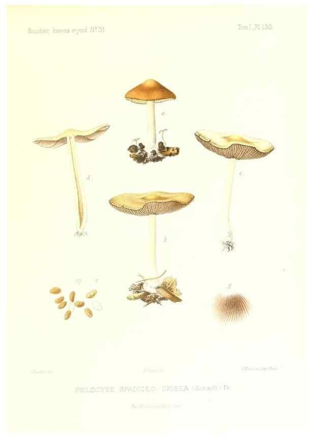 Reproducción/Reproduction 9801237235: Icones mycologicæ, ou Iconographie des champignons de France principalement Discomycetes,. Paris :P. Klincksieck, L. Lhomme, successeur,1905-10.