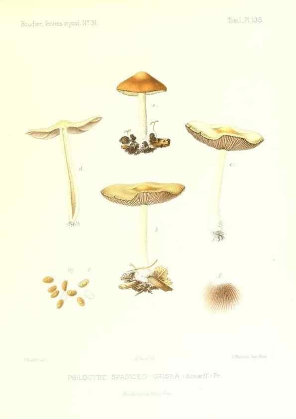 Reproducción/Reproduction 9801237235: Icones mycologicæ, ou Iconographie des champignons de France principalement Discomycetes,. Paris :P. Klincksieck, L. Lhomme, successeur,1905-10.
