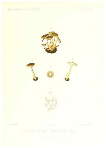 Reproducción/Reproduction 9801239025: Icones mycologicæ, ou Iconographie des champignons de France principalement Discomycetes,. Paris :P. Klincksieck, L. Lhomme, successeur,1905-10.