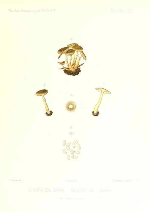 Reproducción/Reproduction 9801239025: Icones mycologicæ, ou Iconographie des champignons de France principalement Discomycetes,. Paris :P. Klincksieck, L. Lhomme, successeur,1905-10.