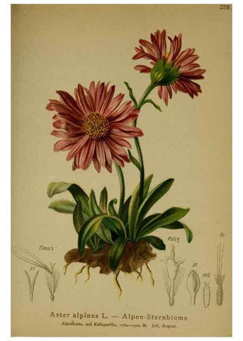 Reproducción/Reproduction 10055738466: Atlas der Alpenflora /. Wien :Eigenthum und Verlag des Deutschen und Oesterr. Alpenvereins,1882.