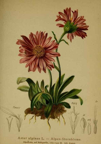 Reproducción/Reproduction 10055738466: Atlas der Alpenflora /. Wien :Eigenthum und Verlag des Deutschen und Oesterr. Alpenvereins,1882.