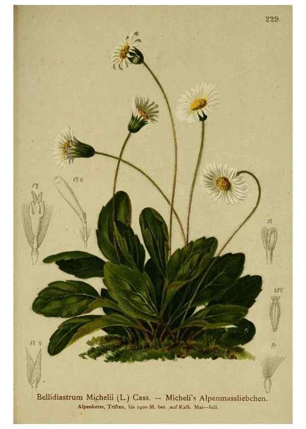 Reproducción/Reproduction 10055697705: Atlas der Alpenflora /. Wien :Eigenthum und Verlag des Deutschen und Oesterr. Alpenvereins,1882.