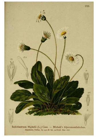 Reproducción/Reproduction 10055697705: Atlas der Alpenflora /. Wien :Eigenthum und Verlag des Deutschen und Oesterr. Alpenvereins,1882.