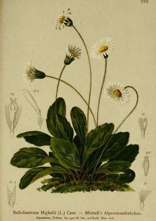 Reproducción/Reproduction 10055697705: Atlas der Alpenflora /. Wien :Eigenthum und Verlag des Deutschen und Oesterr. Alpenvereins,1882.