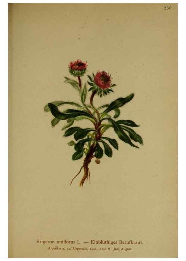 Reproducción/Reproduction 10055805603: Atlas der Alpenflora /. Wien :Eigenthum und Verlag des Deutschen und Oesterr. Alpenvereins,1882.
