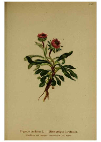 Reproducción/Reproduction 10055805603: Atlas der Alpenflora /. Wien :Eigenthum und Verlag des Deutschen und Oesterr. Alpenvereins,1882.
