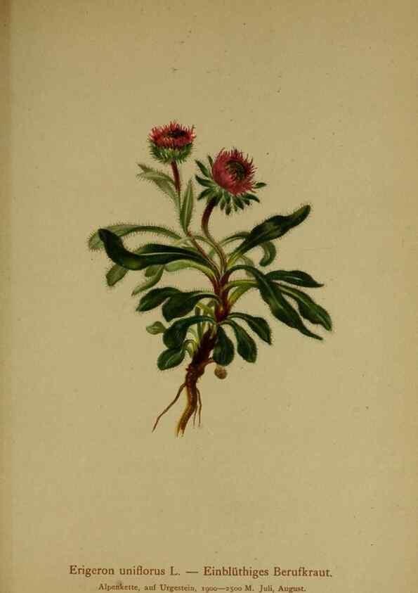 Reproducción/Reproduction 10055805603: Atlas der Alpenflora /. Wien :Eigenthum und Verlag des Deutschen und Oesterr. Alpenvereins,1882.