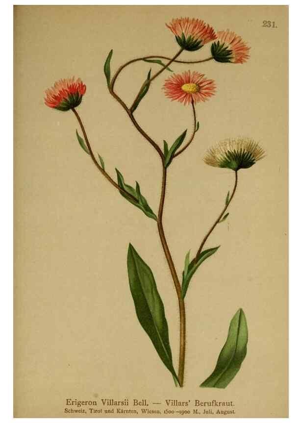 Reproducción/Reproduction 10055675064: Atlas der Alpenflora /. Wien :Eigenthum und Verlag des Deutschen und Oesterr. Alpenvereins,1882.
