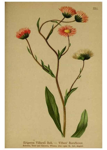 Reproducción/Reproduction 10055675064: Atlas der Alpenflora /. Wien :Eigenthum und Verlag des Deutschen und Oesterr. Alpenvereins,1882.