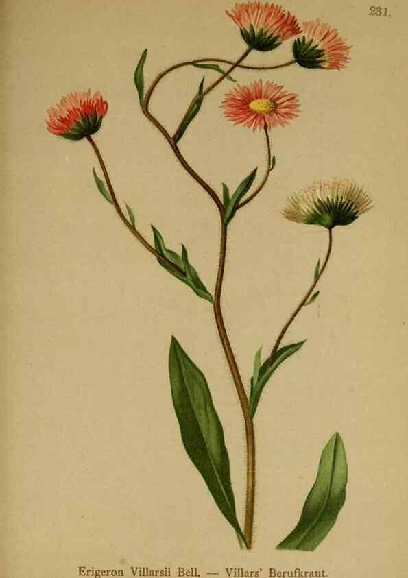 Reproducción/Reproduction 10055675064: Atlas der Alpenflora /. Wien :Eigenthum und Verlag des Deutschen und Oesterr. Alpenvereins,1882.