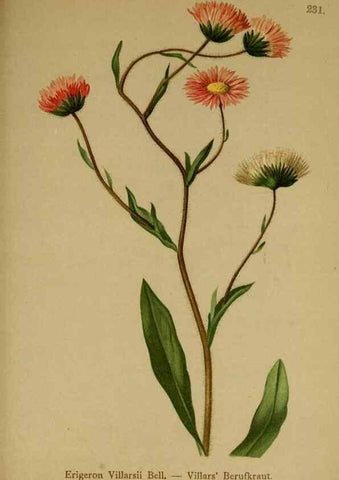 Reproducción/Reproduction 10055675064: Atlas der Alpenflora /. Wien :Eigenthum und Verlag des Deutschen und Oesterr. Alpenvereins,1882.