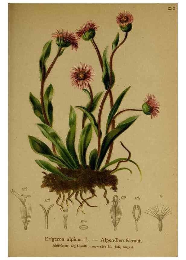 Reproducción/Reproduction 10055677544: Atlas der Alpenflora /. Wien :Eigenthum und Verlag des Deutschen und Oesterr. Alpenvereins,1882.