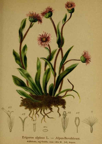 Reproducción/Reproduction 10055677544: Atlas der Alpenflora /. Wien :Eigenthum und Verlag des Deutschen und Oesterr. Alpenvereins,1882.