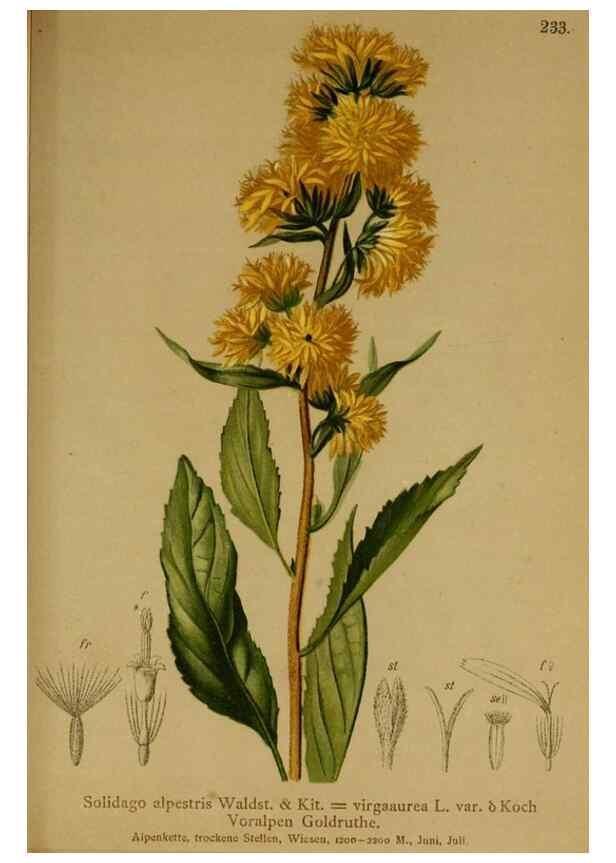 Reproducción/Reproduction 10055751516: Atlas der Alpenflora /. Wien :Eigenthum und Verlag des Deutschen und Oesterr. Alpenvereins,1882.