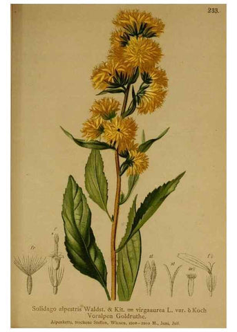 Reproducción/Reproduction 10055751516: Atlas der Alpenflora /. Wien :Eigenthum und Verlag des Deutschen und Oesterr. Alpenvereins,1882.