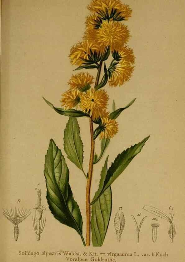 Reproducción/Reproduction 10055751516: Atlas der Alpenflora /. Wien :Eigenthum und Verlag des Deutschen und Oesterr. Alpenvereins,1882.