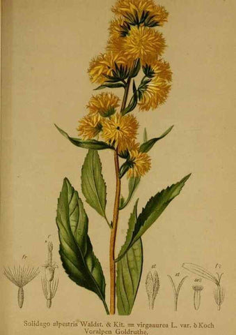 Reproducción/Reproduction 10055751516: Atlas der Alpenflora /. Wien :Eigenthum und Verlag des Deutschen und Oesterr. Alpenvereins,1882.