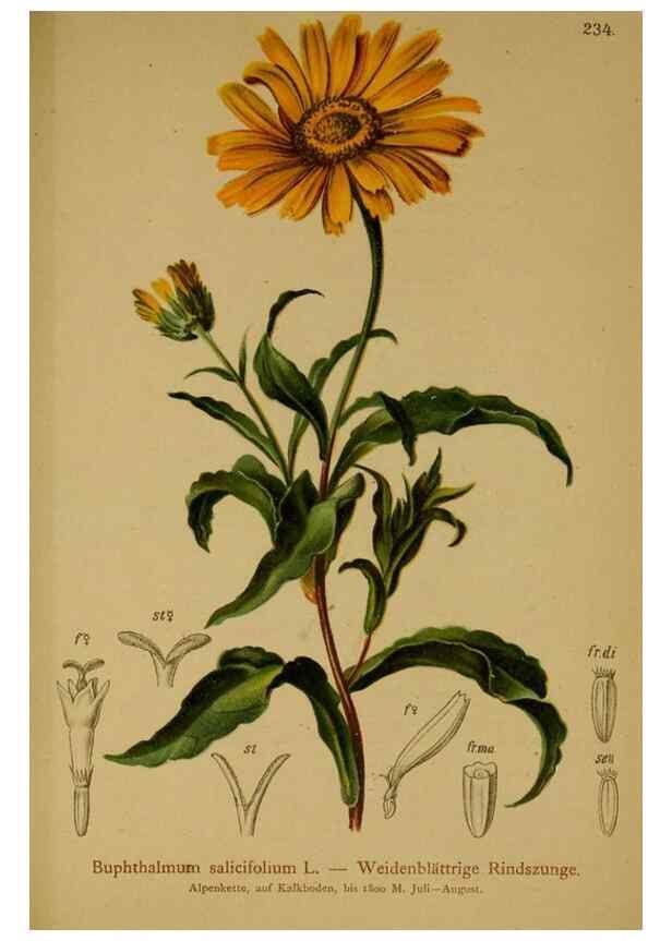 Reproducción/Reproduction 10055710775: Atlas der Alpenflora /. Wien :Eigenthum und Verlag des Deutschen und Oesterr. Alpenvereins,1882.