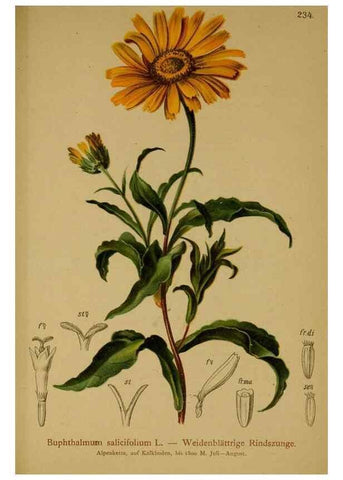 Reproducción/Reproduction 10055710775: Atlas der Alpenflora /. Wien :Eigenthum und Verlag des Deutschen und Oesterr. Alpenvereins,1882.